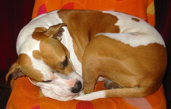 sleepybean.jpg